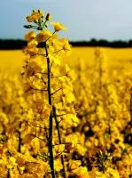 Семена озимого рапса Стилуца