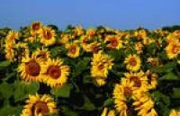 Насіння соняшника Дунай п.е.