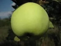 Саджанці яблунь Антонівка звичайна