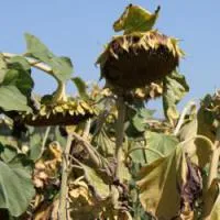 Подсолнечник СУР P1 супер-ультра-ранний семена